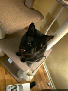 A black cat with one eye is perched on the level of a cat condo tower in the corner of a living room lit in warm light.